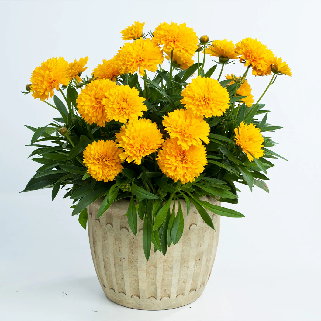 Solanna™ Golden Sphere Coreopsis Plant - Image 3