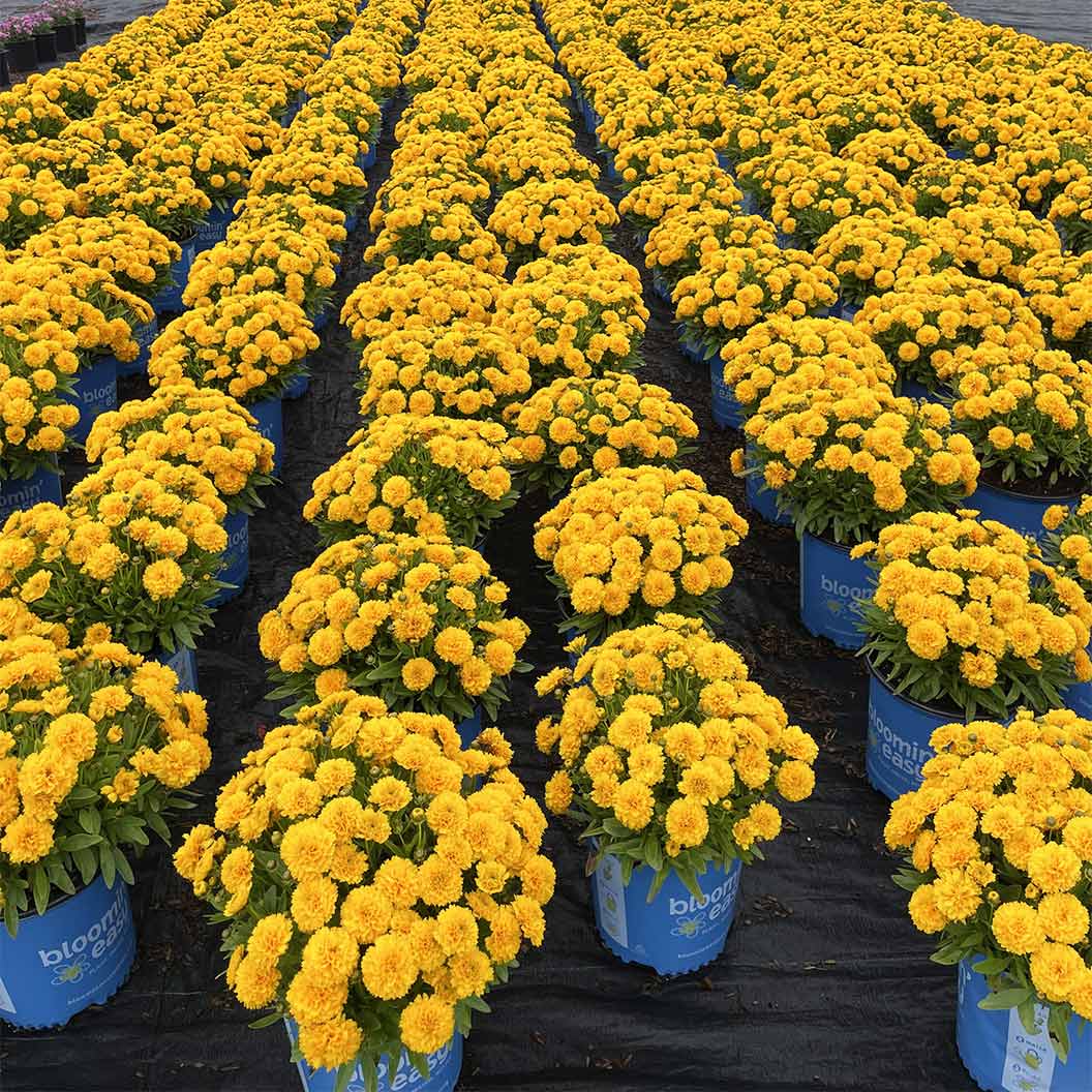 Solanna™ Golden Sphere Coreopsis Plant - Image 4