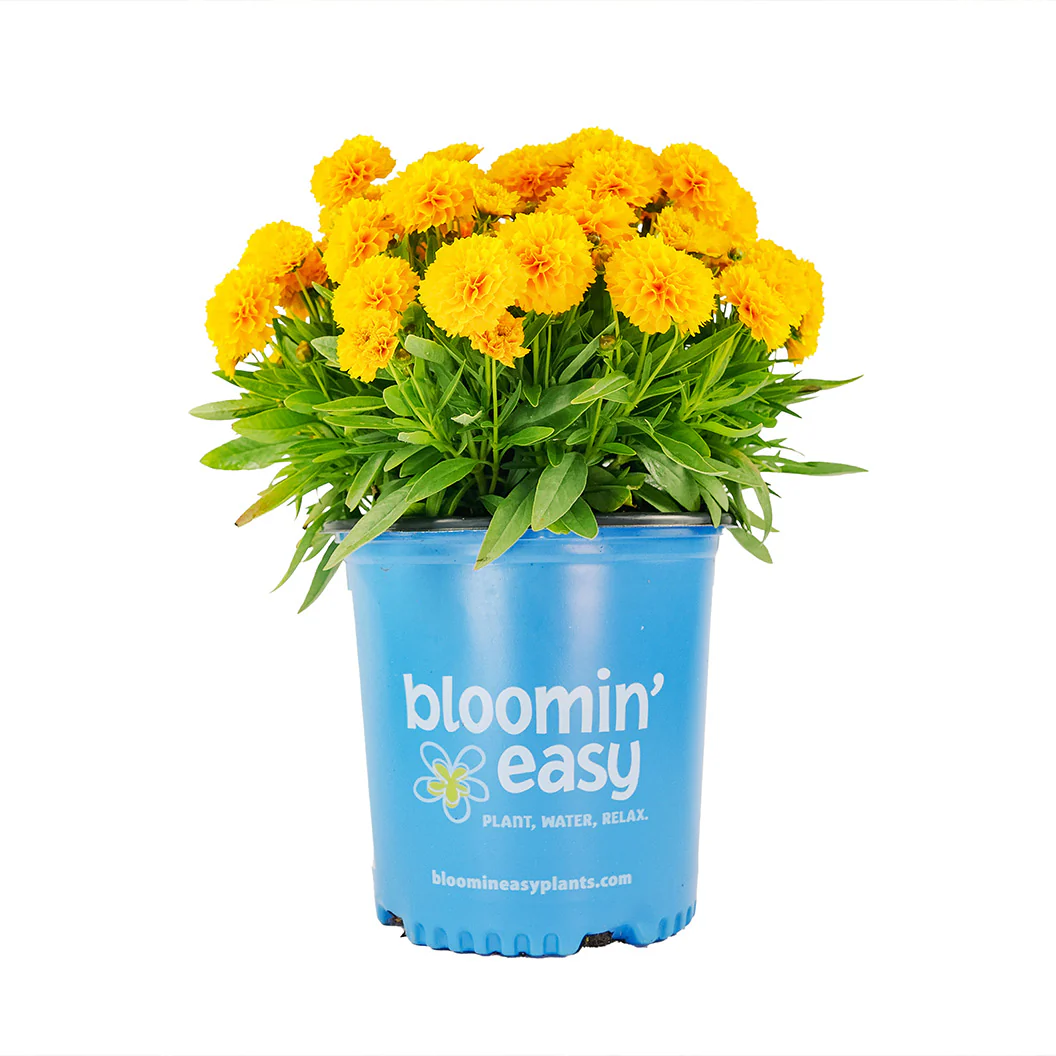 Solanna™ Golden Sphere Coreopsis Plant - Image 5