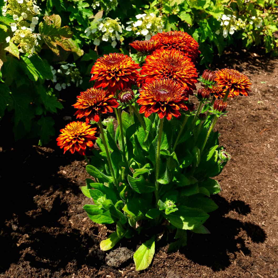 Solar Sisters™ Black Eyed Susan Plant - Image 2