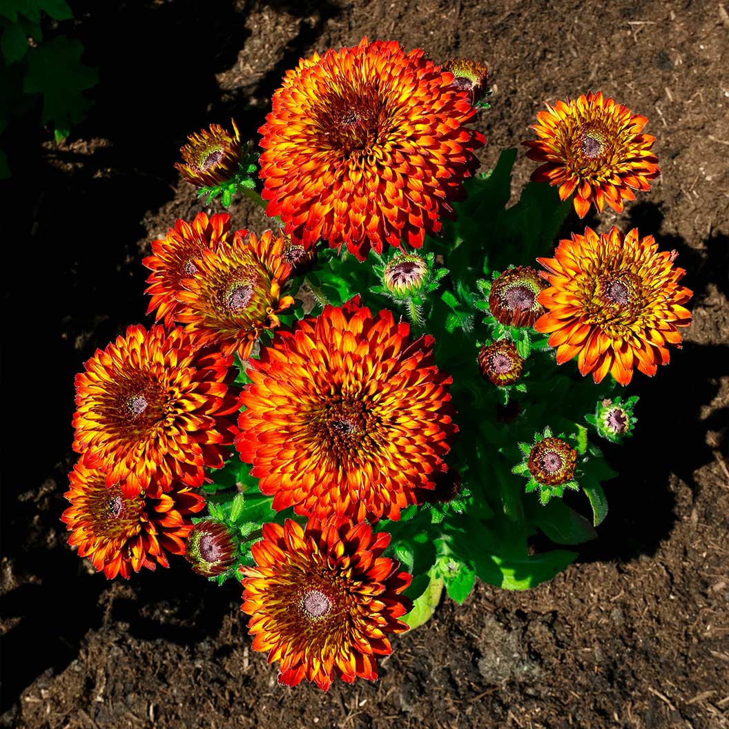 Solar Sisters™ Black Eyed Susan Plant - Image 3