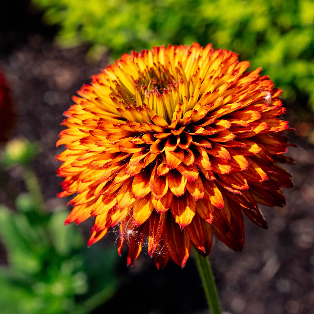 Solar Sisters™ Black Eyed Susan Plant - Image 4
