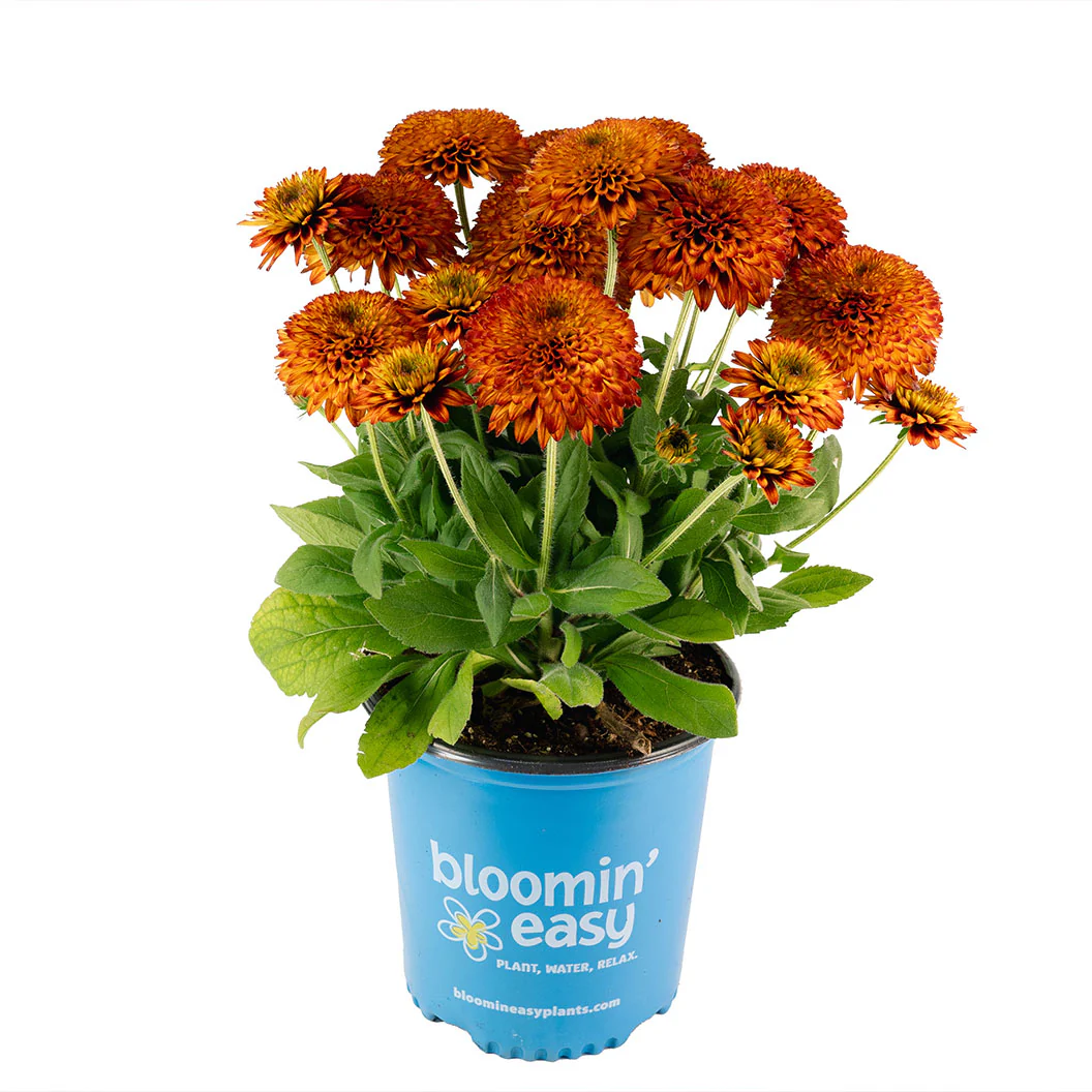 Solar Sisters™ Black Eyed Susan Plant - Image 5