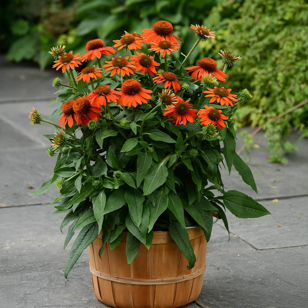 Better Versions® Sombrero® Adobe Orange Echinacea Plant - Image 2