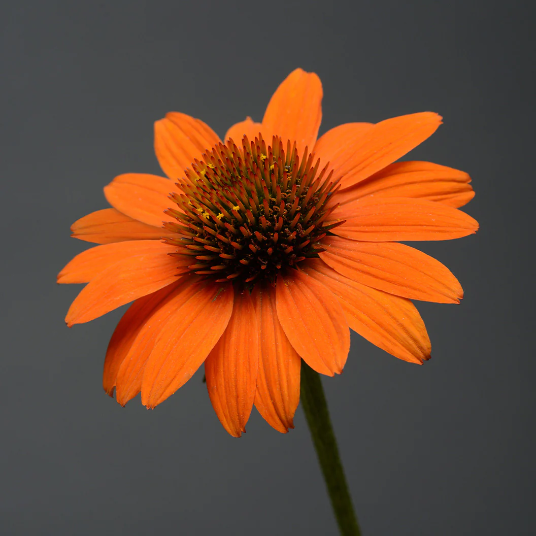 Better Versions® Sombrero® Adobe Orange Echinacea Plant - Image 3