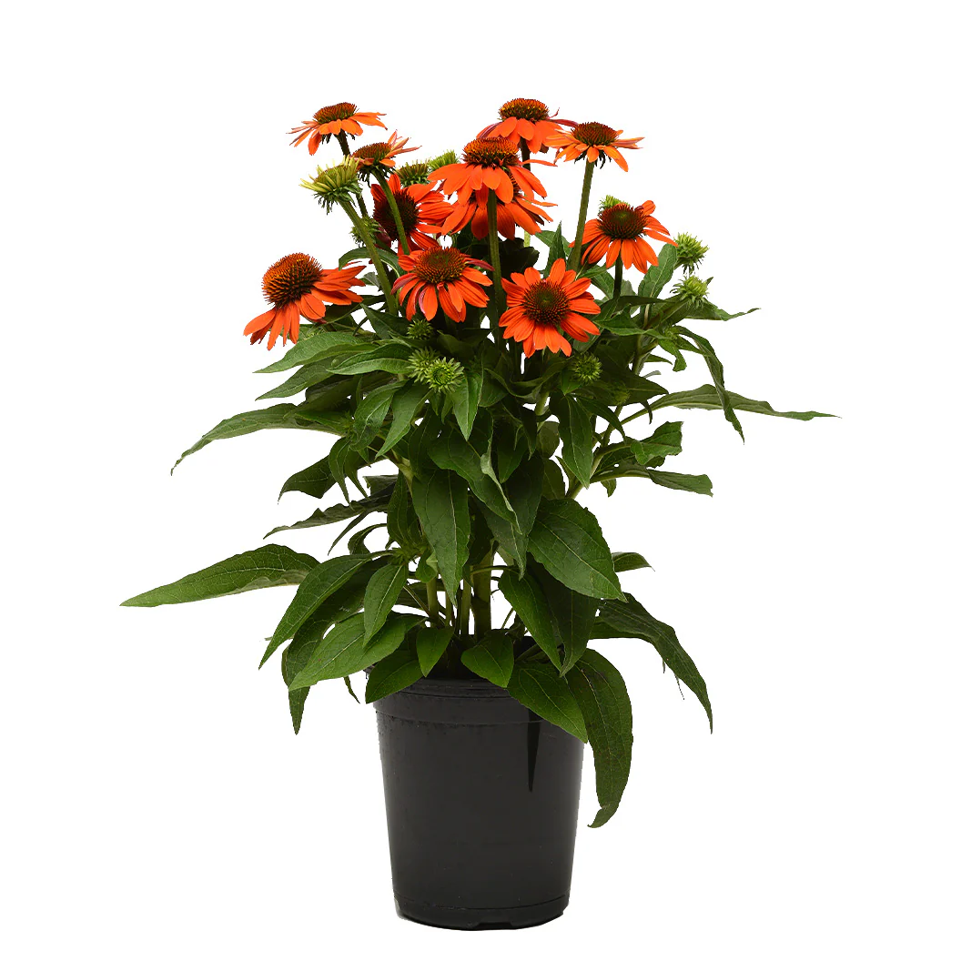 Better Versions® Sombrero® Adobe Orange Echinacea Plant - Image 4