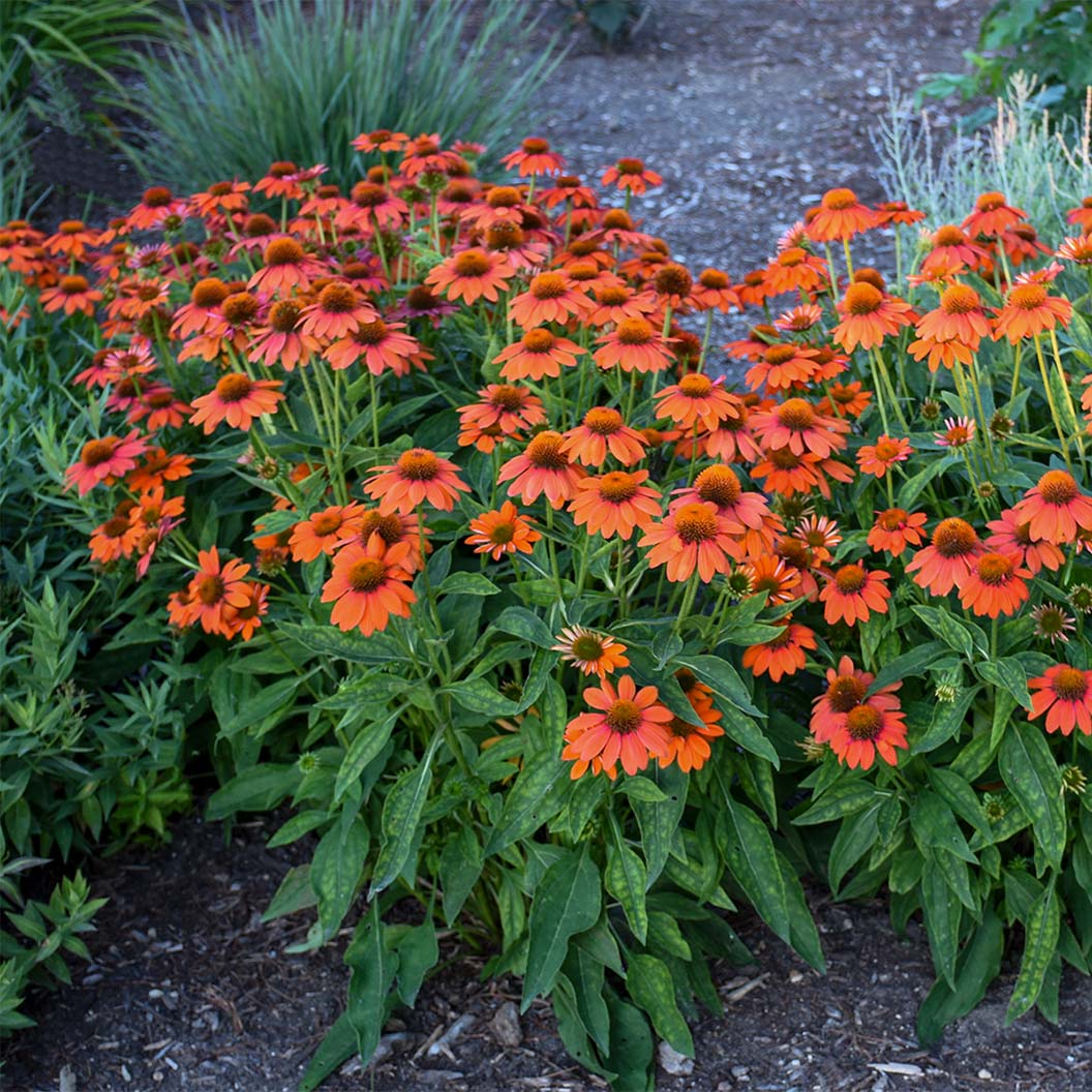 Better Versions® Sombrero® Adobe Orange Echinacea Plant - Image 5