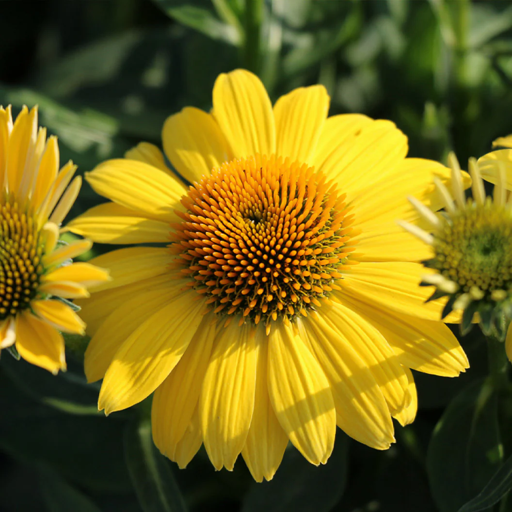 Better Versions® Sombrero® Lemon Yellow Echinacea Plant - Image 3