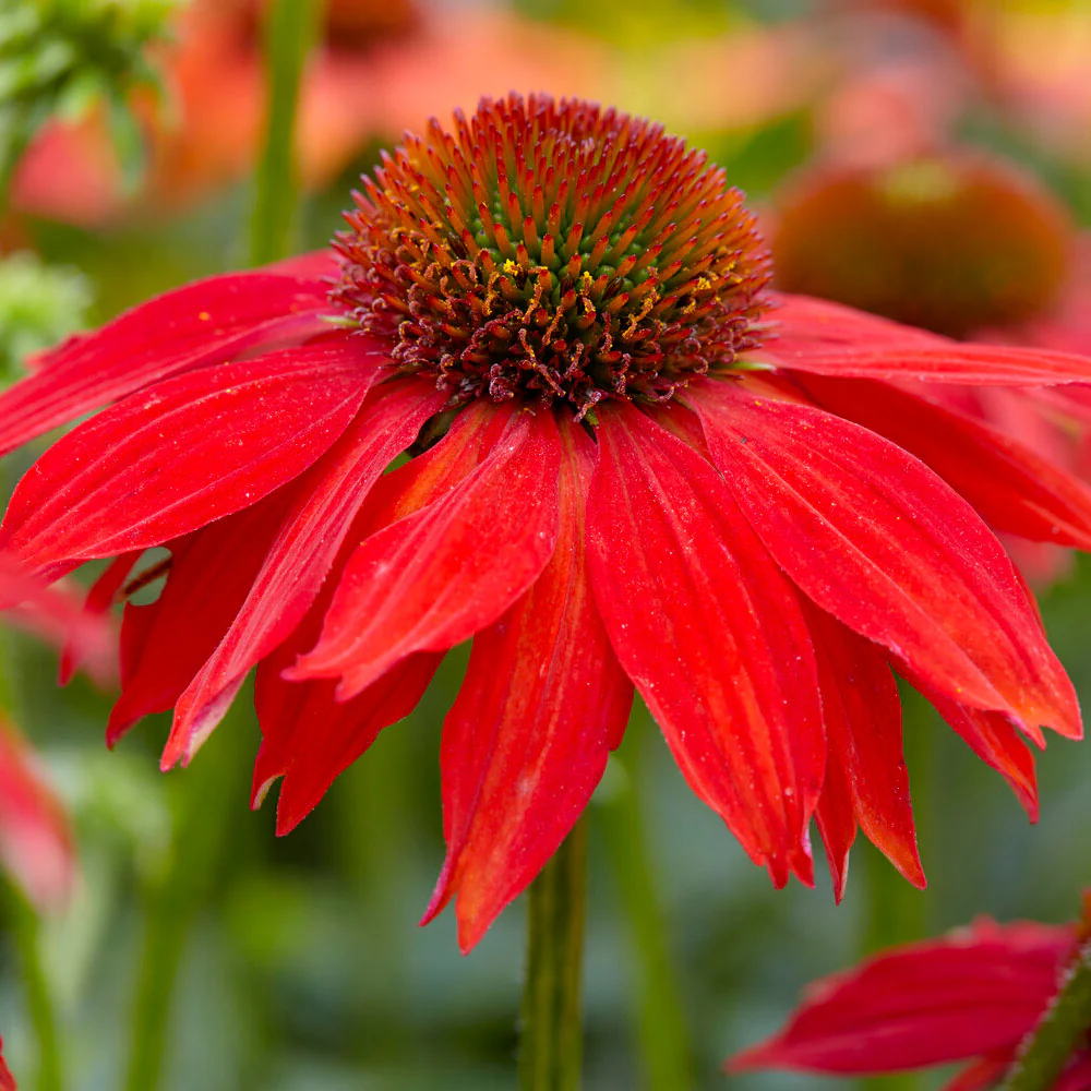 Better Versions® Sombrero® Salsa Red Coneflower Plant - Image 3