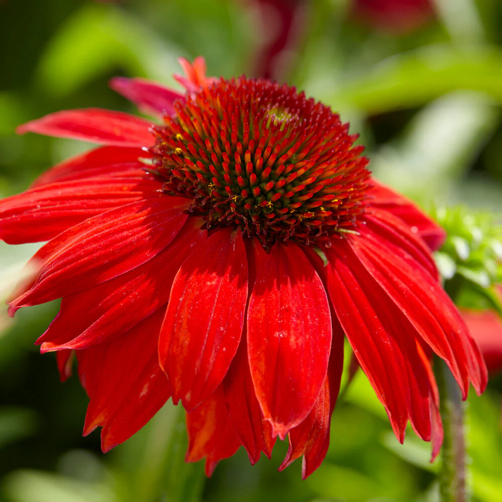 Better Versions® Sombrero® Salsa Red Coneflower Plant - Image 4