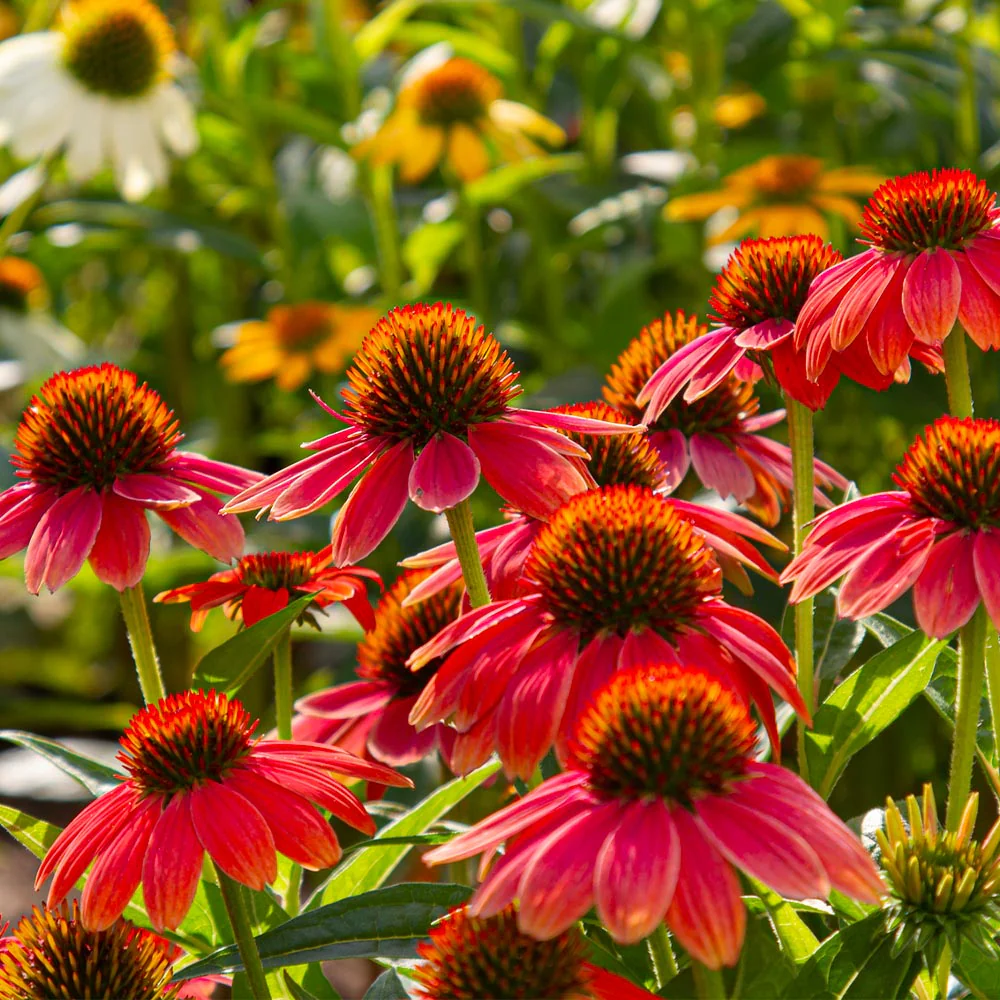 Better Versions® Sombrero® Salsa Red Coneflower Plant - Image 5