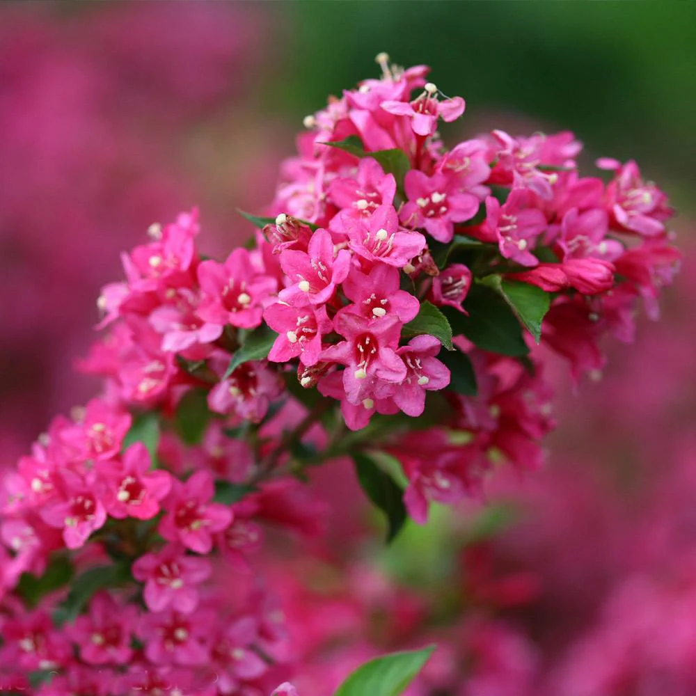 Proven Winners® Sonic Bloom® Weigela Shrub - Image 3