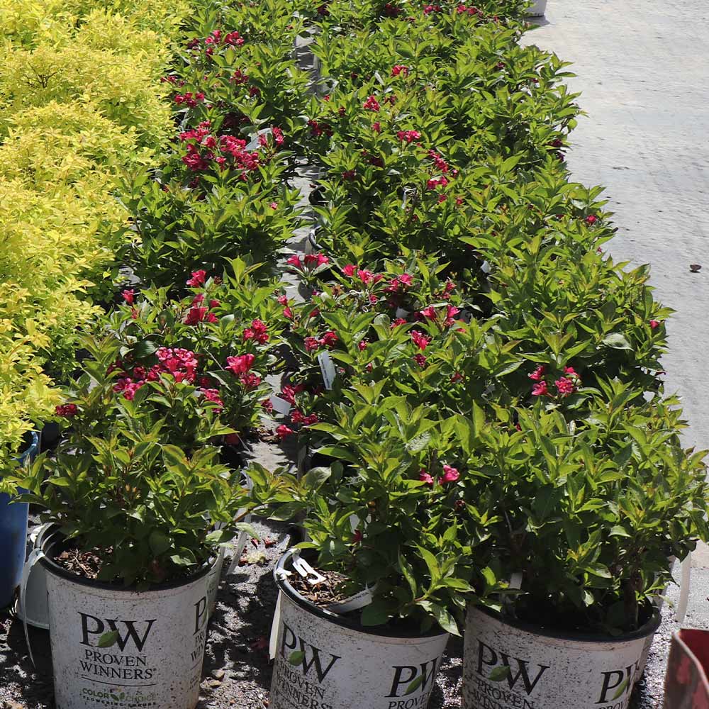 Proven Winners® Sonic Bloom® Weigela Shrub - Image 4