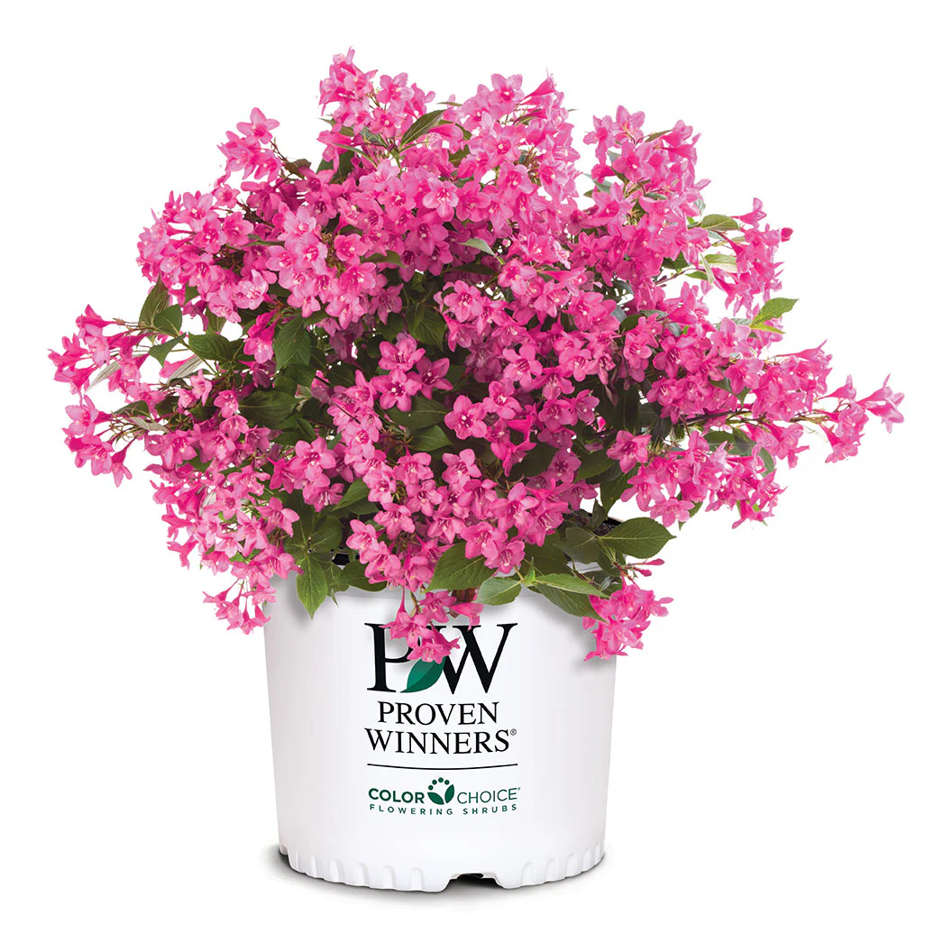 Proven Winners® Sonic Bloom® Weigela Shrub - Image 5