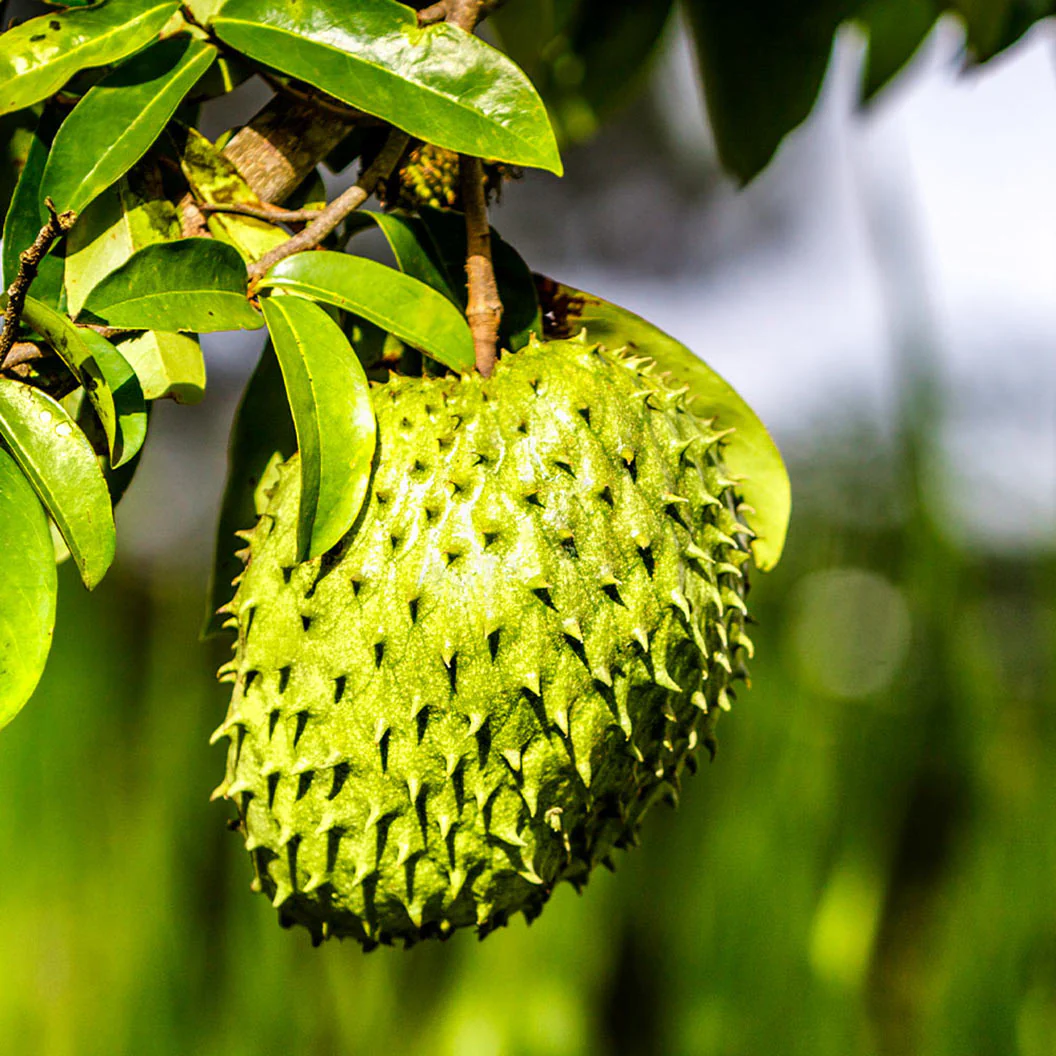 Soursop 'Guanabana' Tree - Image 2