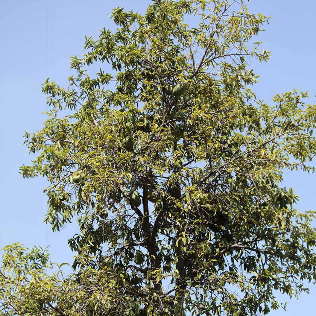 Soursop 'Guanabana' Tree - Image 3