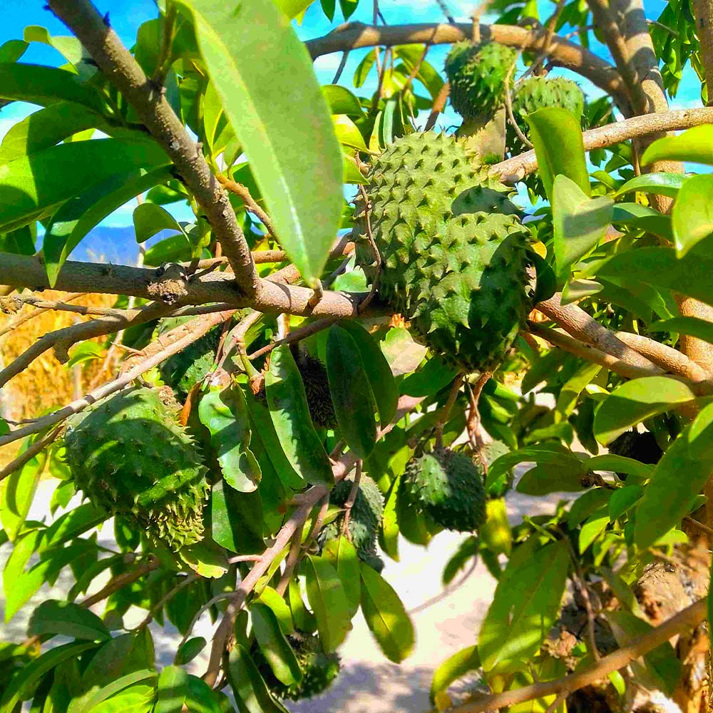 Soursop 'Guanabana' Tree - Image 4