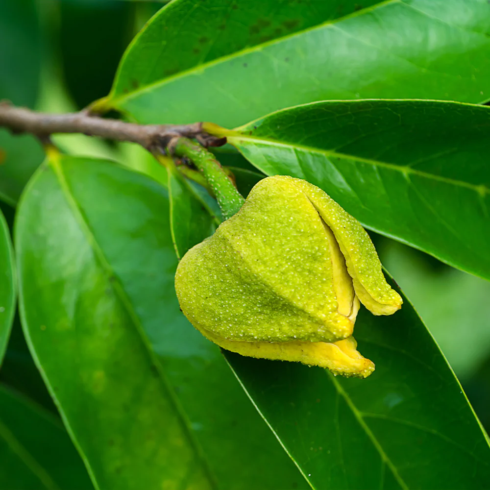 Soursop 'Guanabana' Tree - Image 6