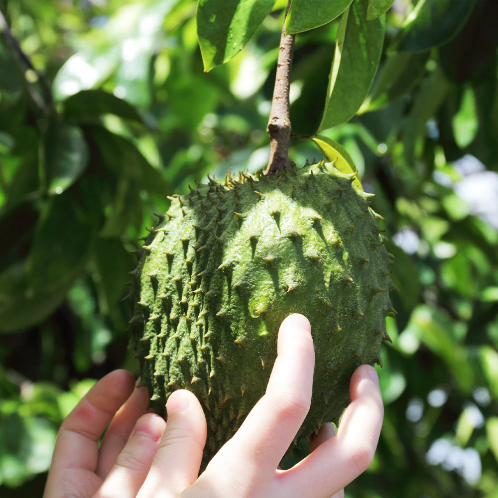 Soursop 'Guanabana' Tree - Image 7