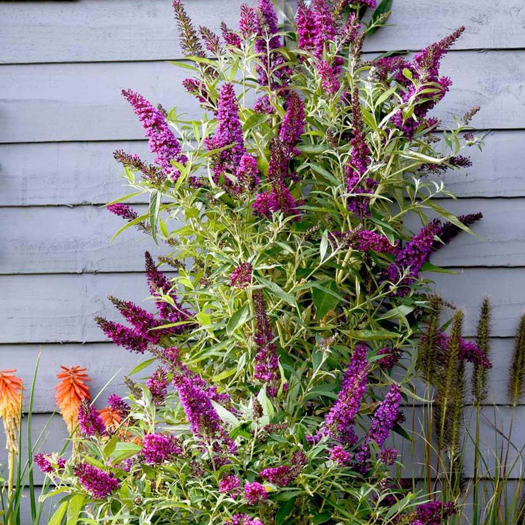 Southern Living® Magenta Butterfly Towers™ Butterfly Bush - Image 3