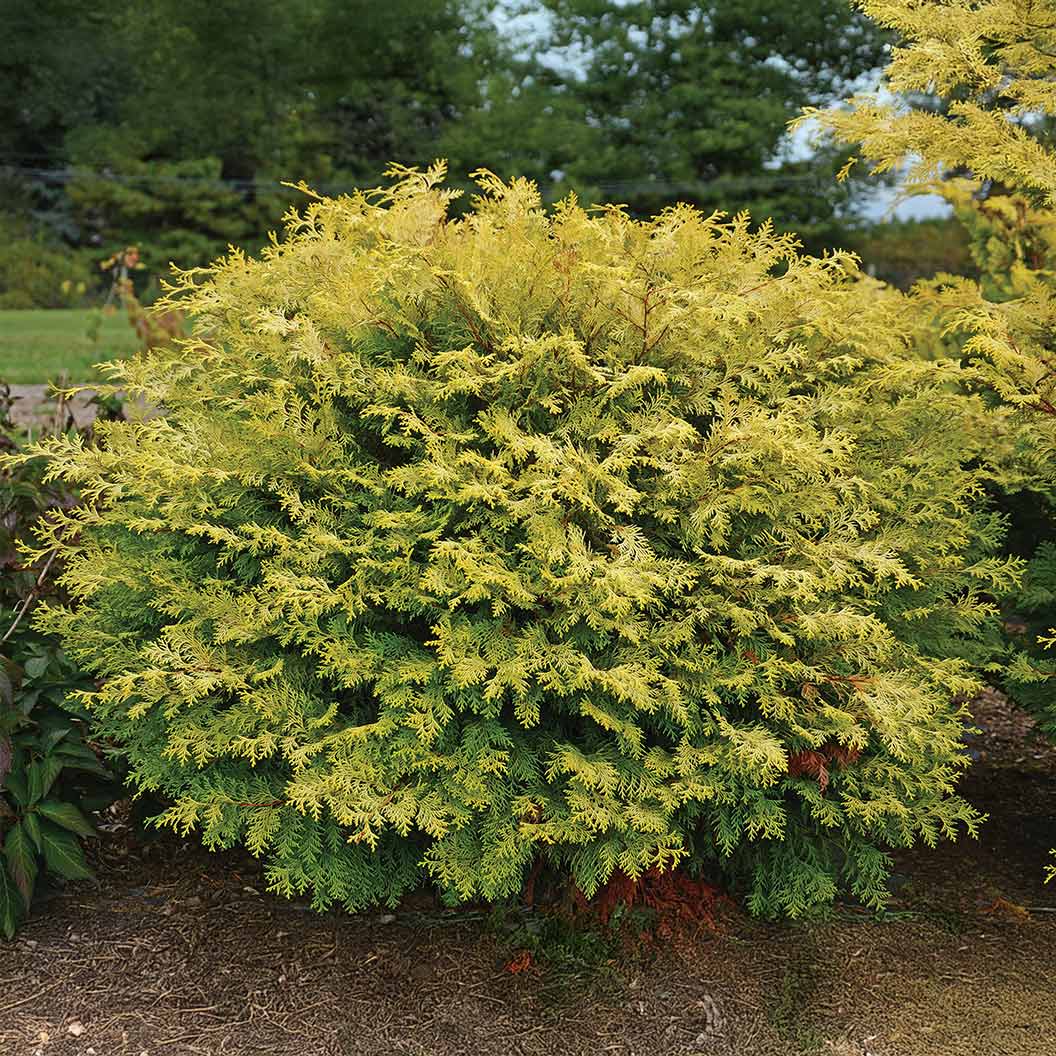 Southern Living® Night Light™ Chamaecyparis Shrub - Image 2
