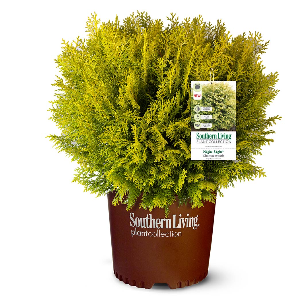 Southern Living® Night Light™ Chamaecyparis Shrub - Image 3