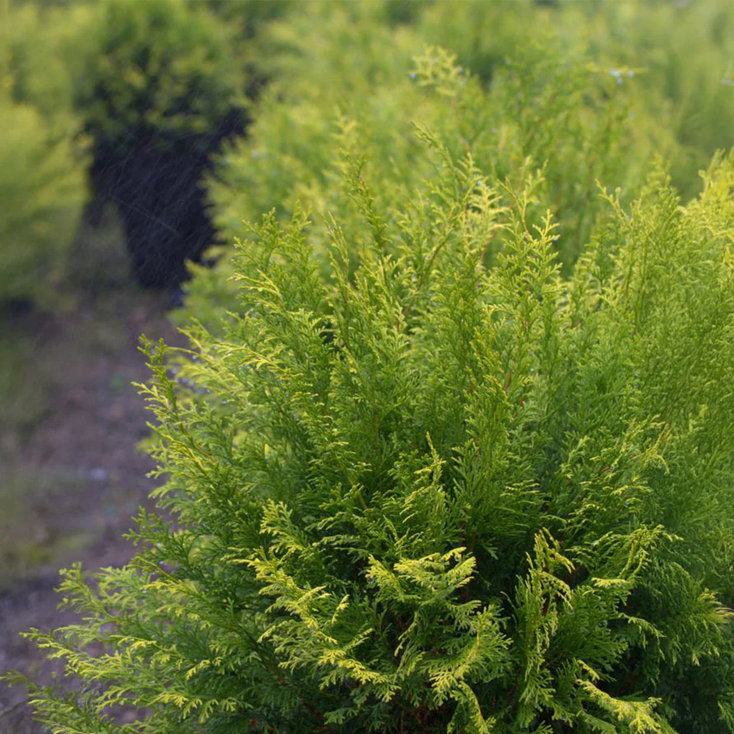 Southern Living® Night Light™ Chamaecyparis Shrub - Image 4