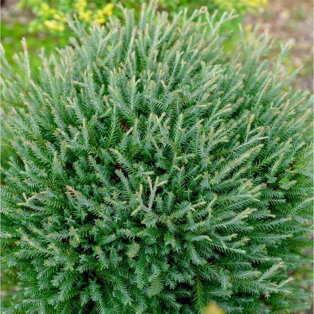 Southern Living® Pancake⢠Arborvitae Shrub - Image 3