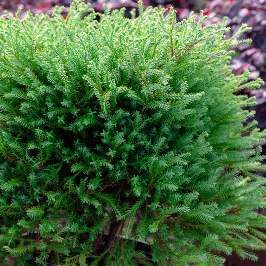 Southern Living® Pancake⢠Arborvitae Shrub - Image 4