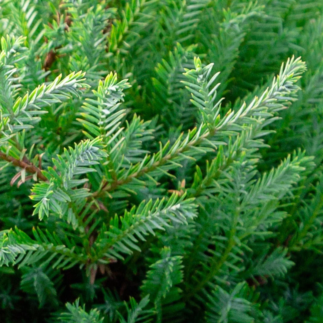 Southern Living® Pancake⢠Arborvitae Shrub - Image 5
