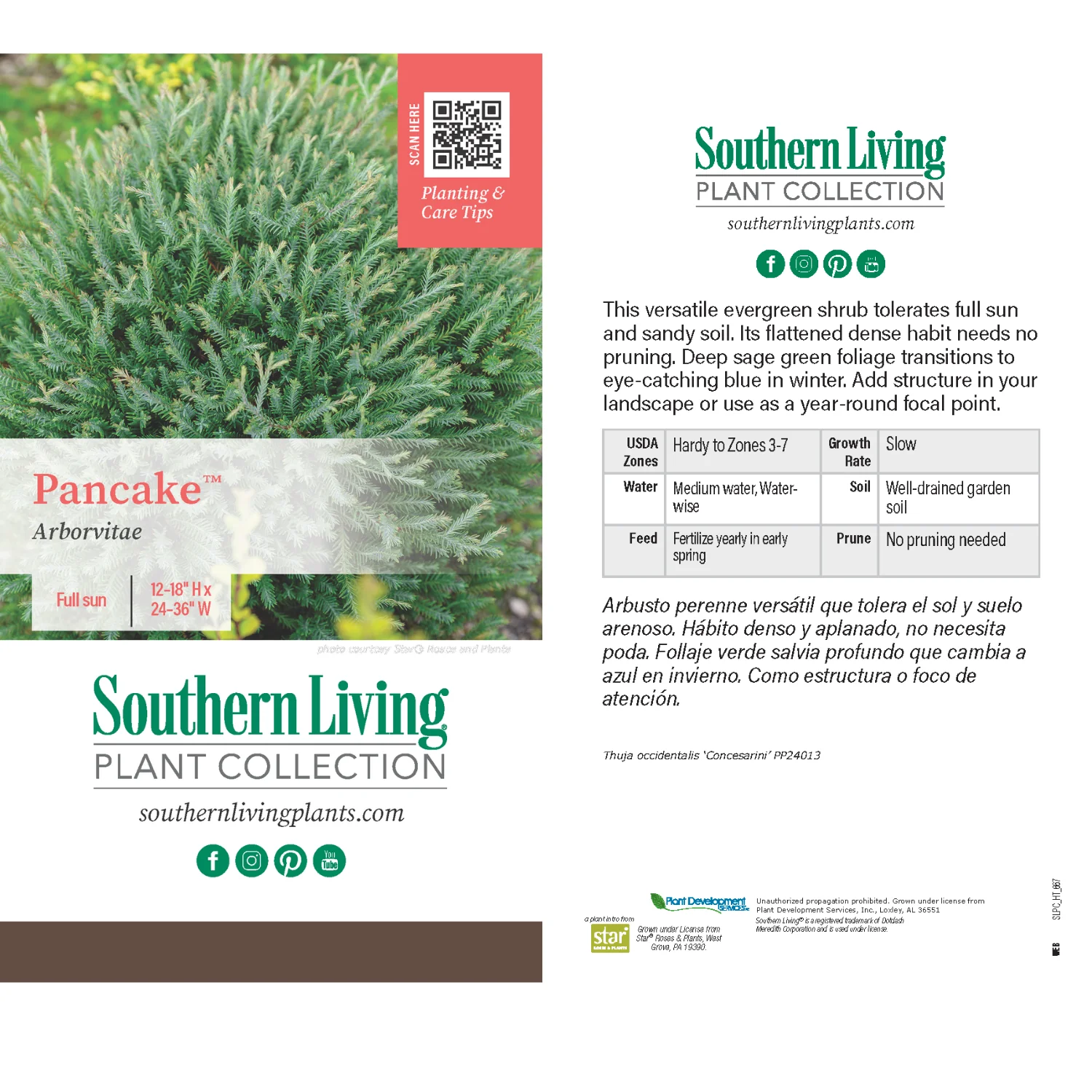 Southern Living® Pancake⢠Arborvitae Shrub - Image 6