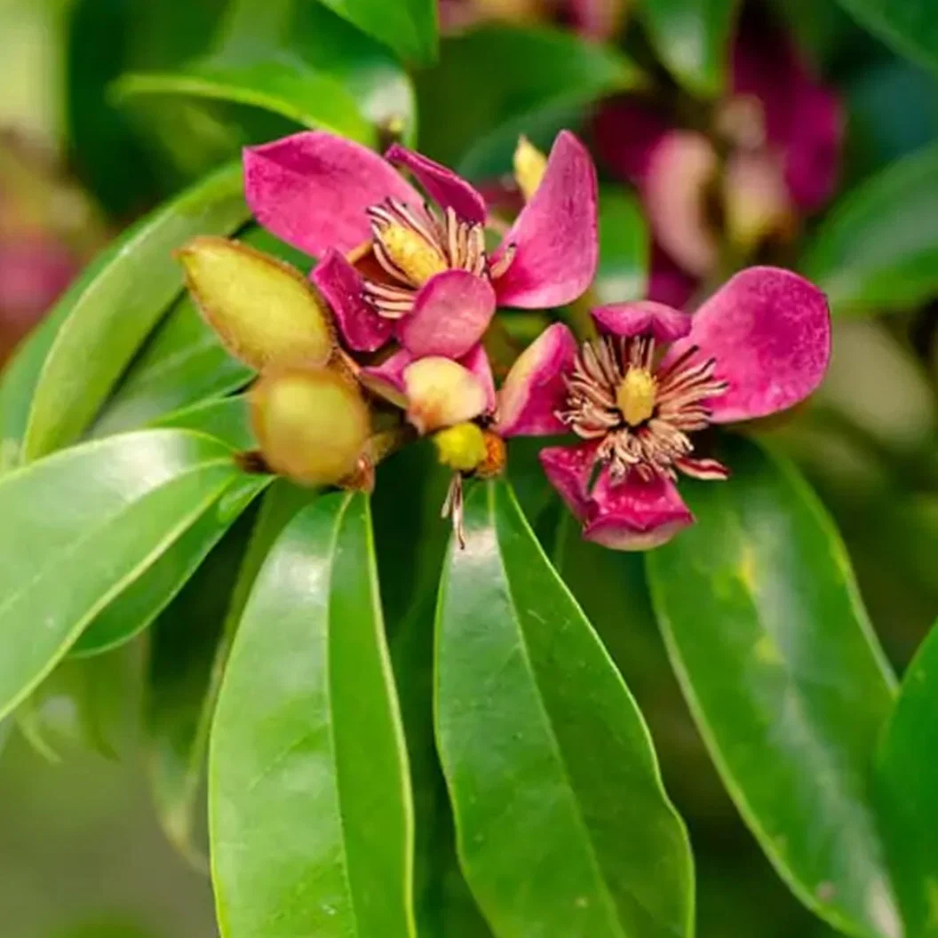 Southern Living® 'Stellar Ruby' Magnolia Tree - Image 2