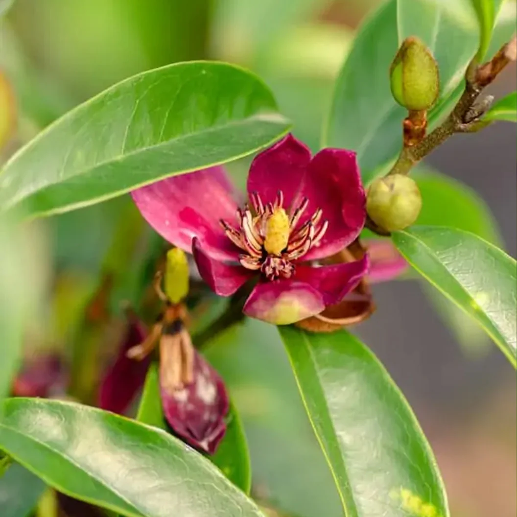 Southern Living® 'Stellar Ruby' Magnolia Tree - Image 3