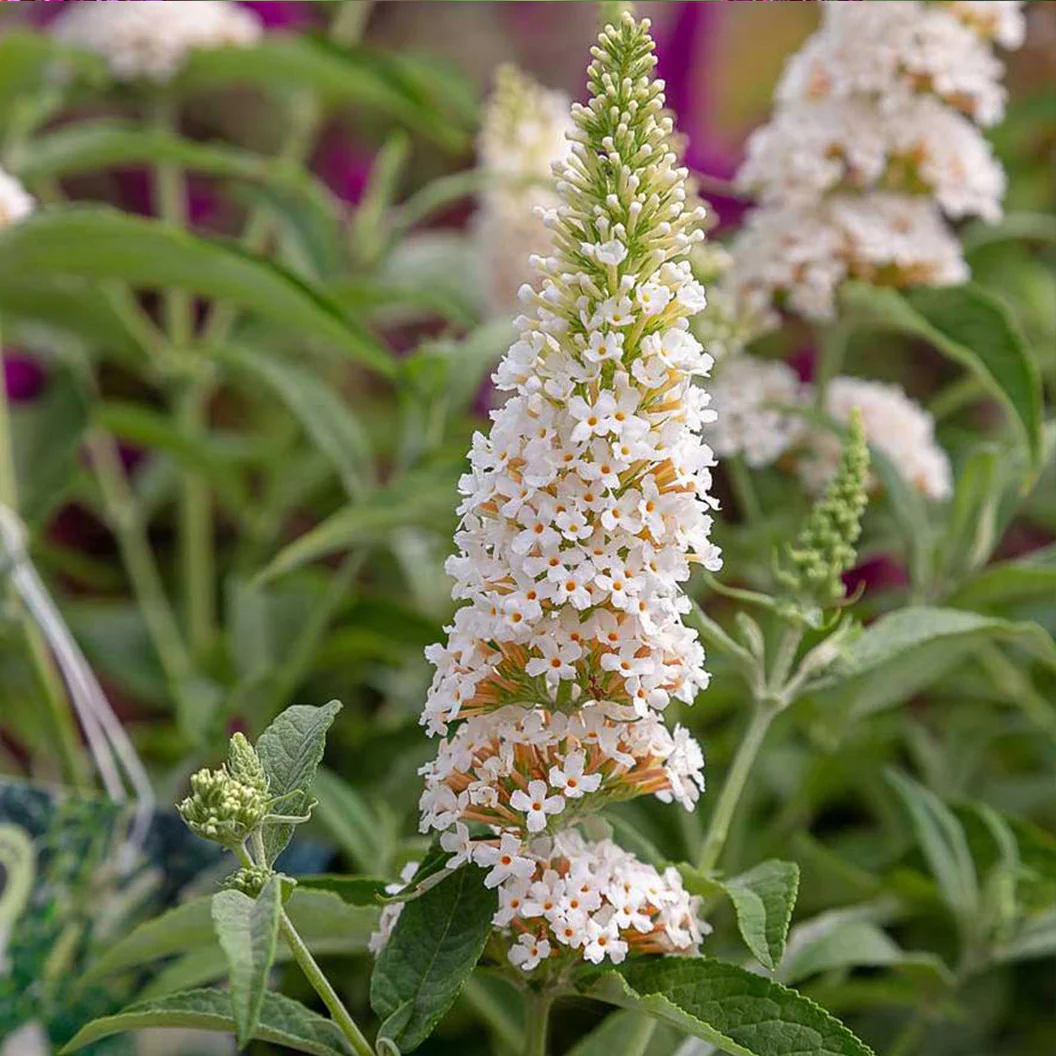 Southern Living® White Butterfly Towers™ Butterfly Bush - Image 3