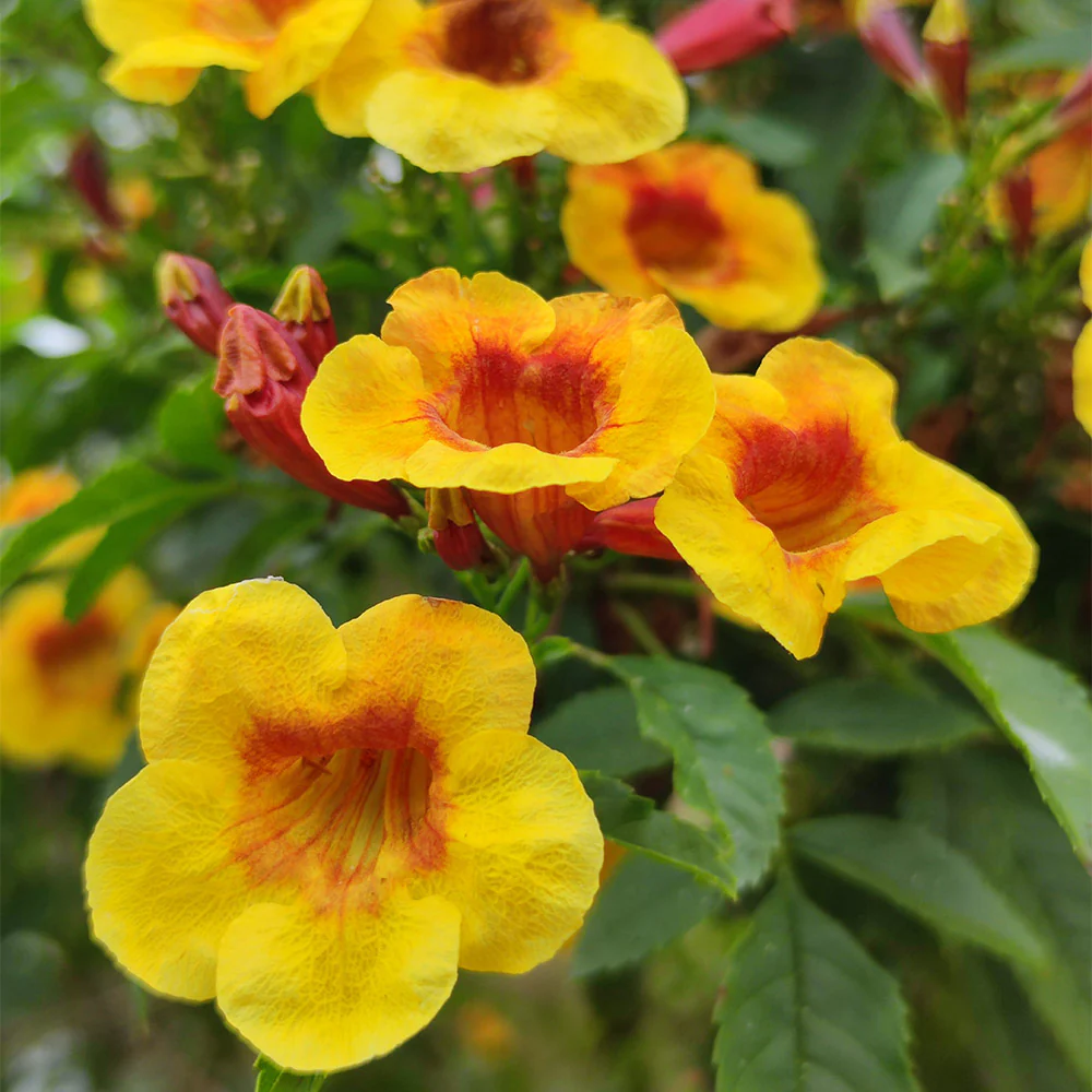 Sparky Tecoma Plant - Image 2