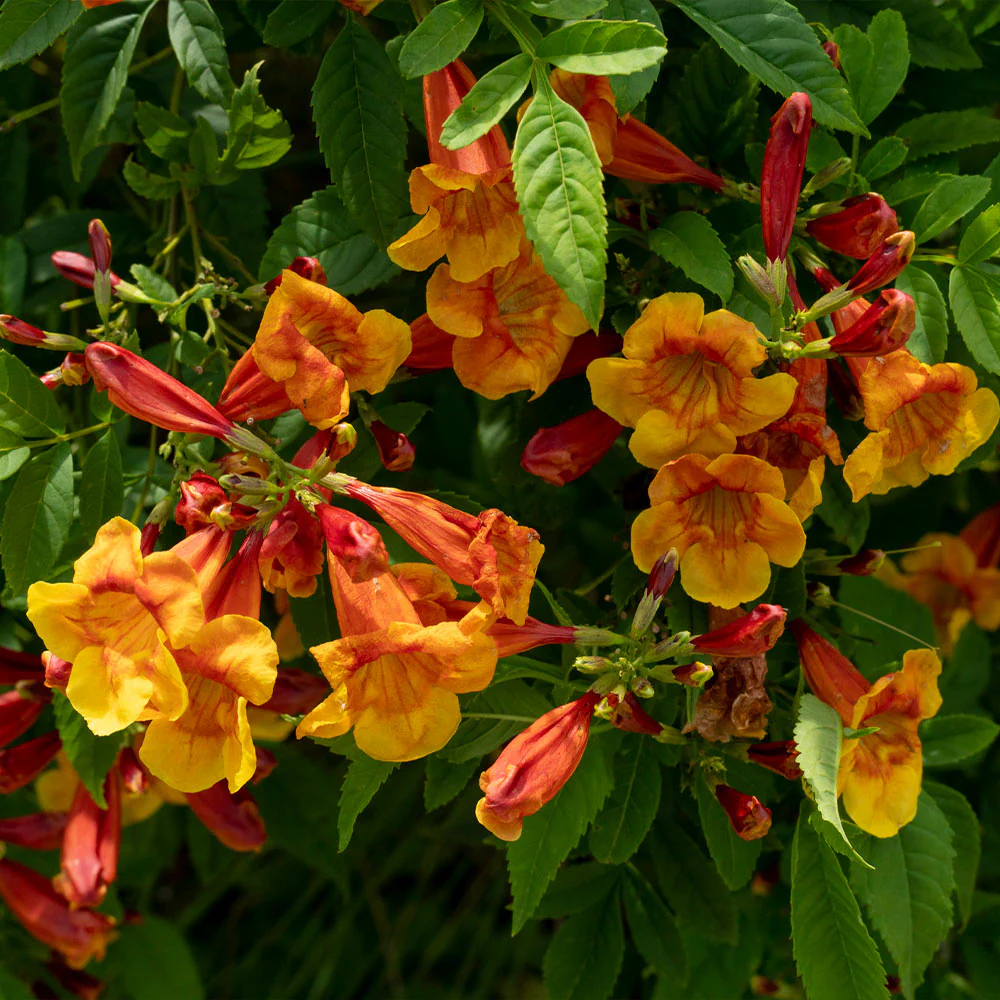 Sparky Tecoma Plant - Image 3