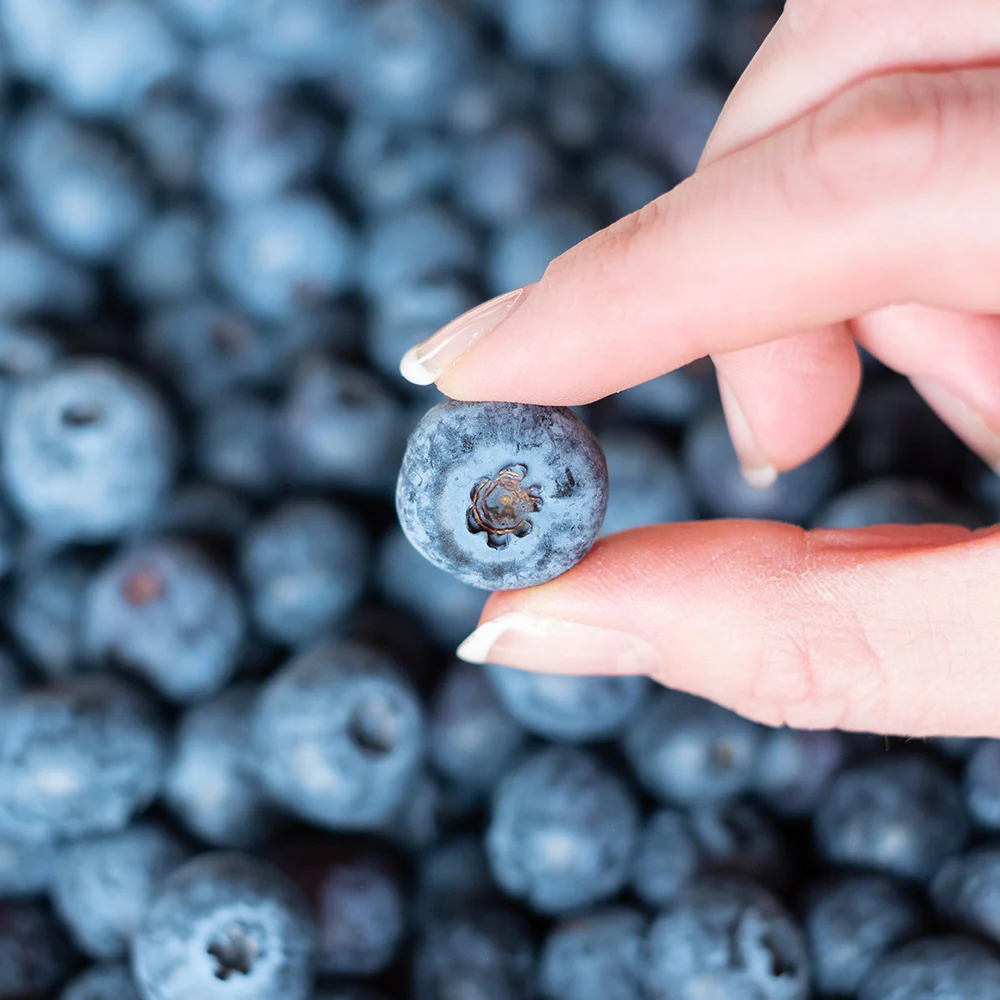 Spartan Blueberry Bush - Image 4