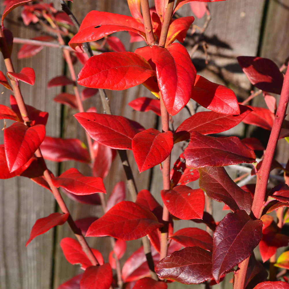 Spartan Blueberry Bush - Image 6