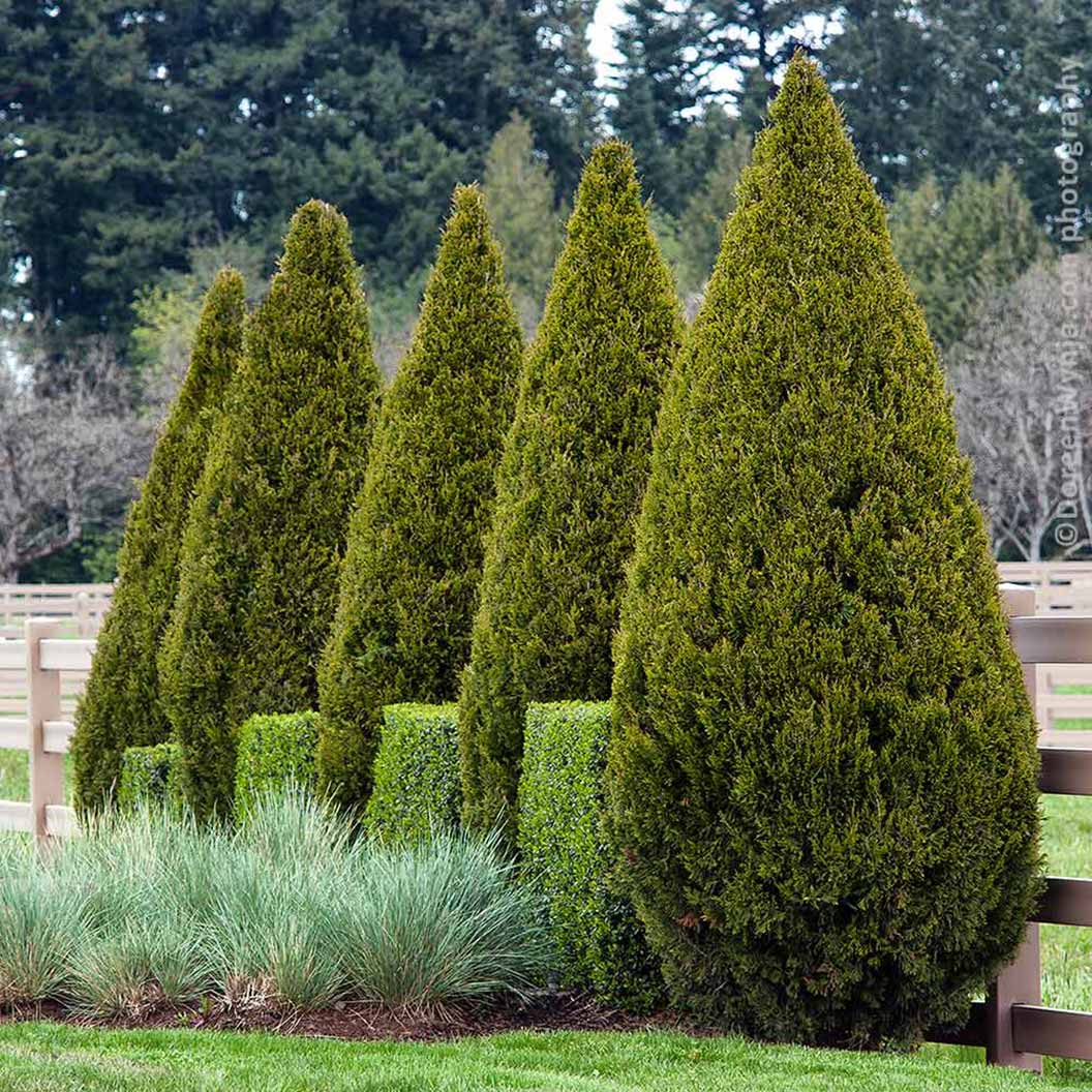 Spartan Juniper - Image 3