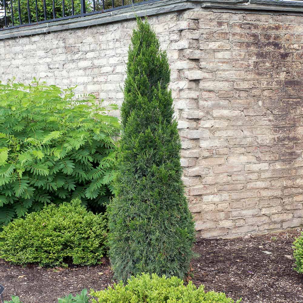 Spartan Juniper - Image 4