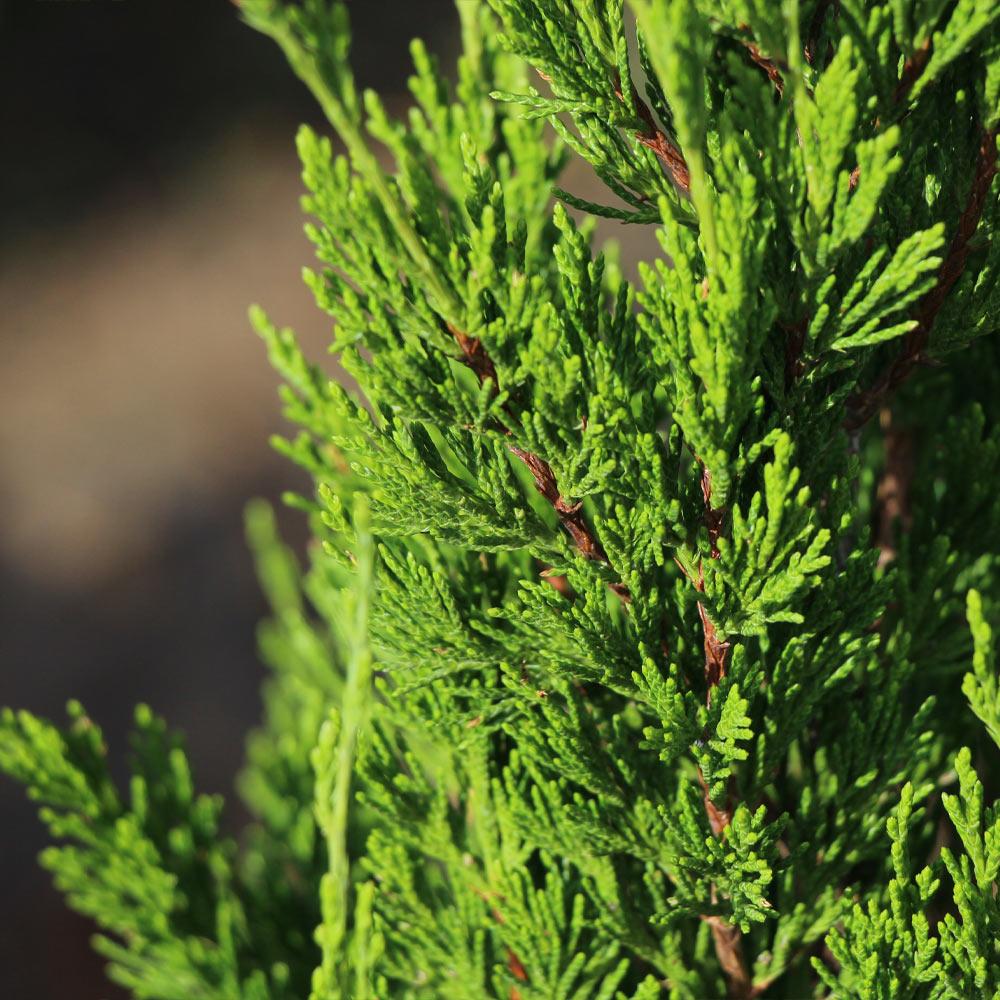 Spartan Juniper - Image 5