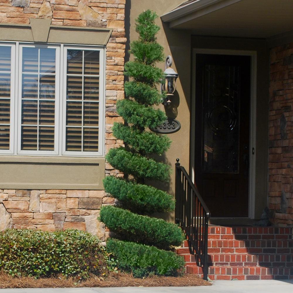 Spartan Juniper - Image 6