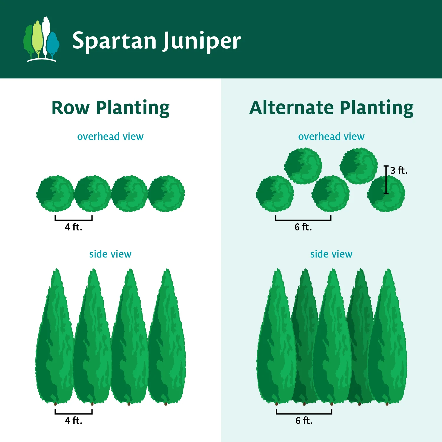 Spartan Juniper - Image 7