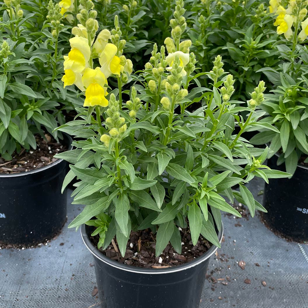 Speedy Sonnet Yellow Snapdragon - Image 3