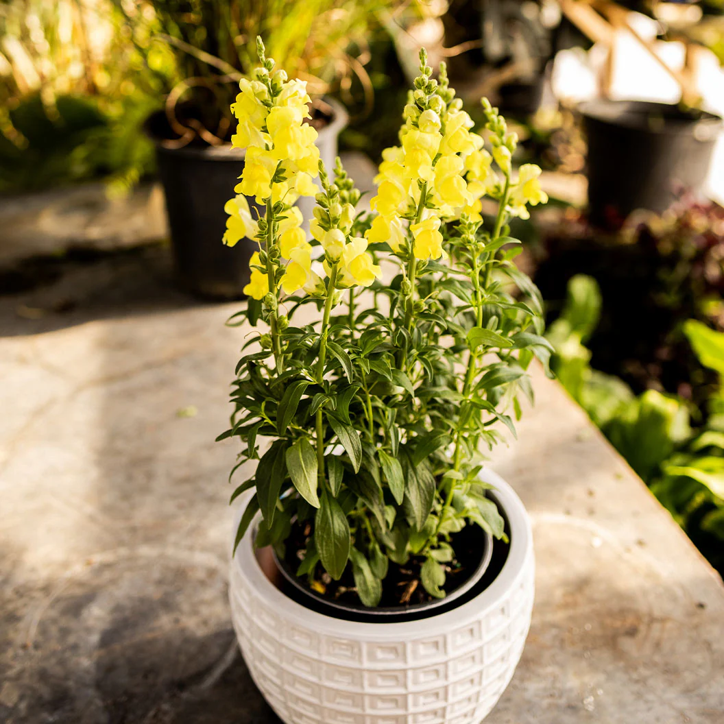 Speedy Sonnet Yellow Snapdragon - Image 4