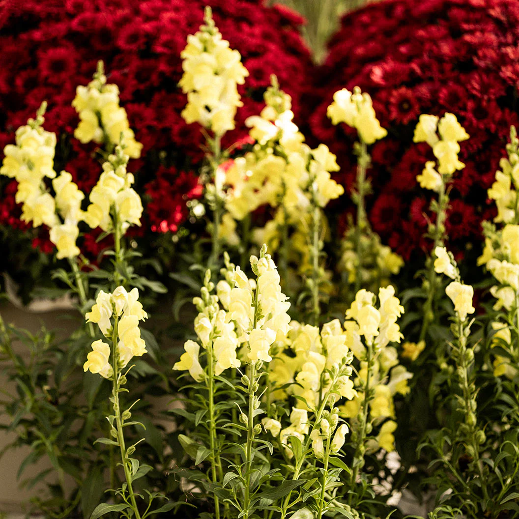 Speedy Sonnet Yellow Snapdragon - Image 5