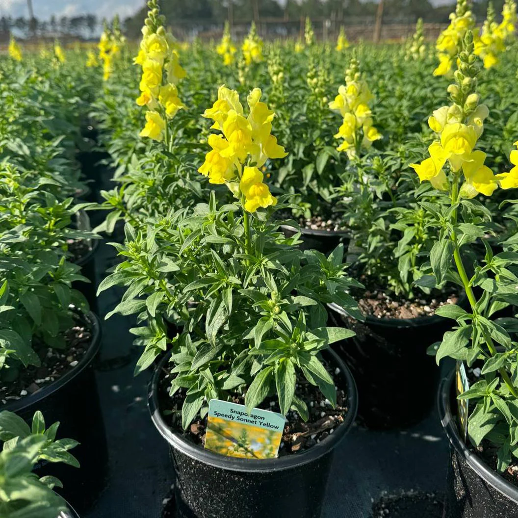 Speedy Sonnet Yellow Snapdragon - Image 7