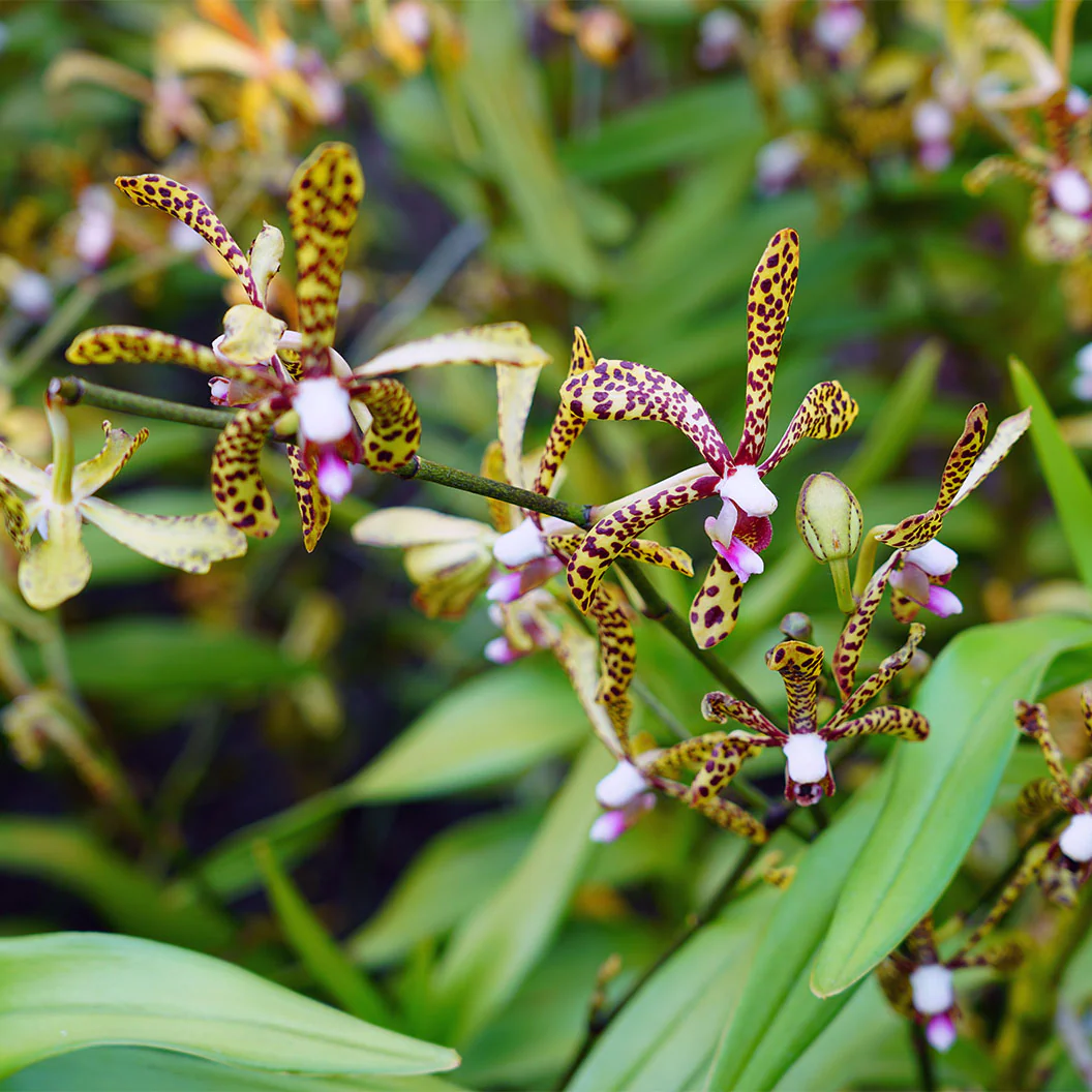 Spider Orchid Bush - Image 2