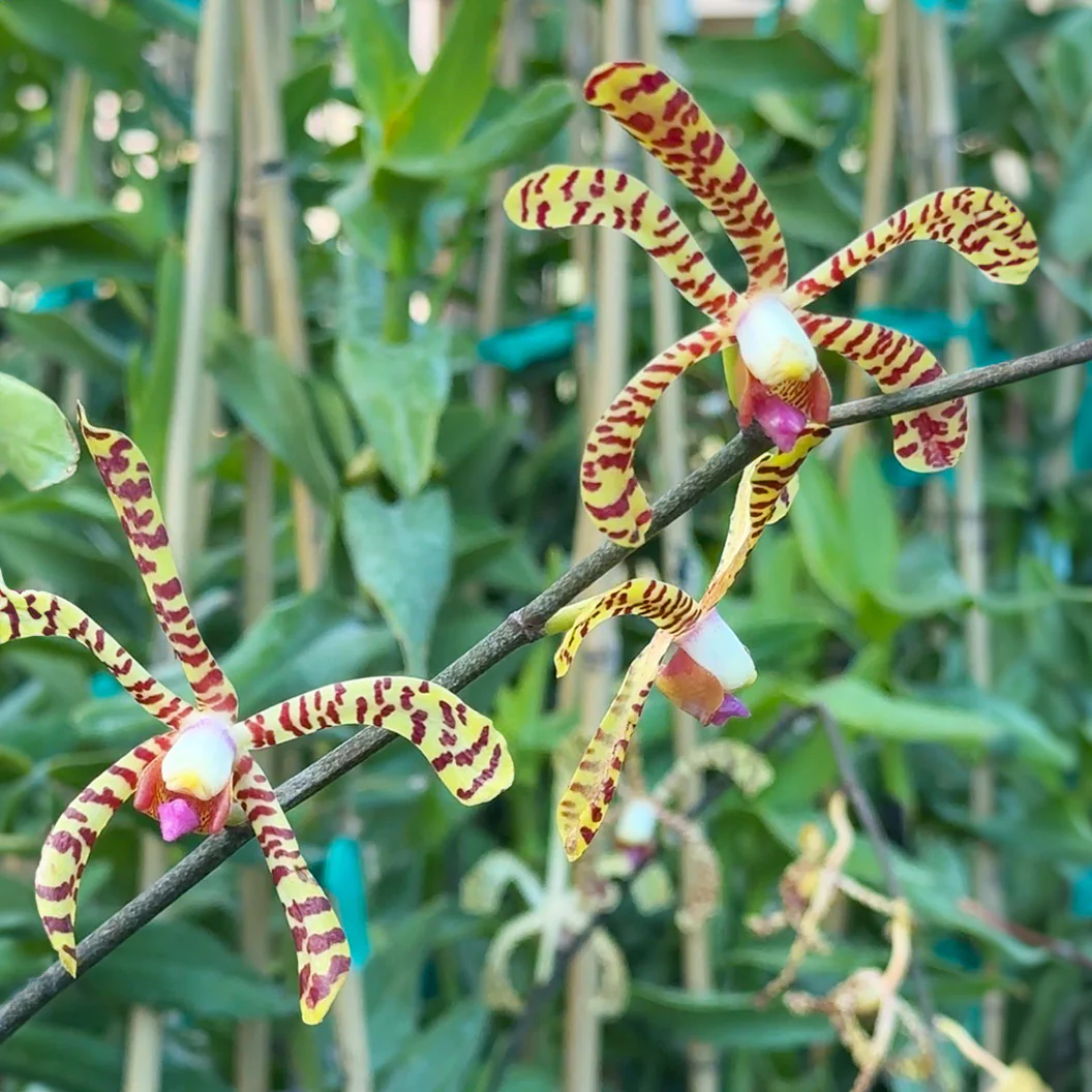 Spider Orchid Bush - Image 3