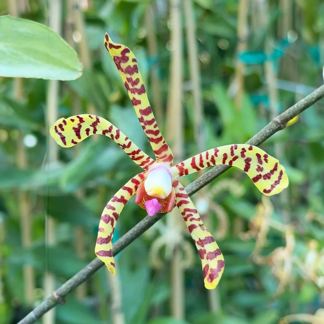 Spider Orchid Bush - Image 4